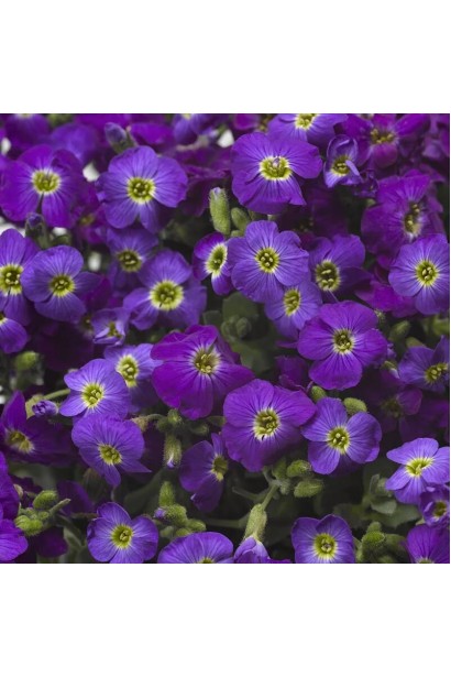 Обрієта Каскад Пурпл квіти